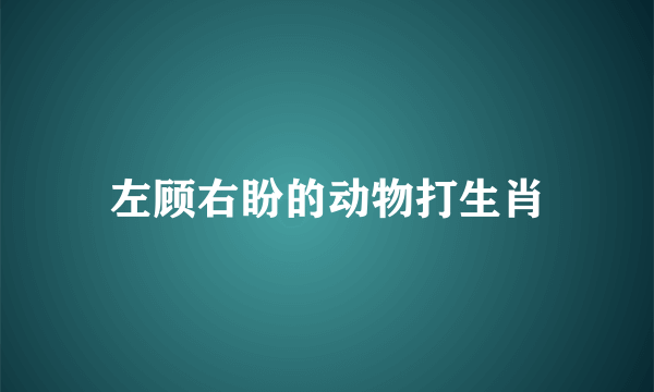 左顾右盼的动物打生肖