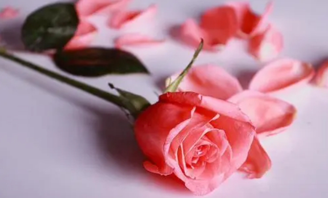 七夕礼物送女朋友了什么好？