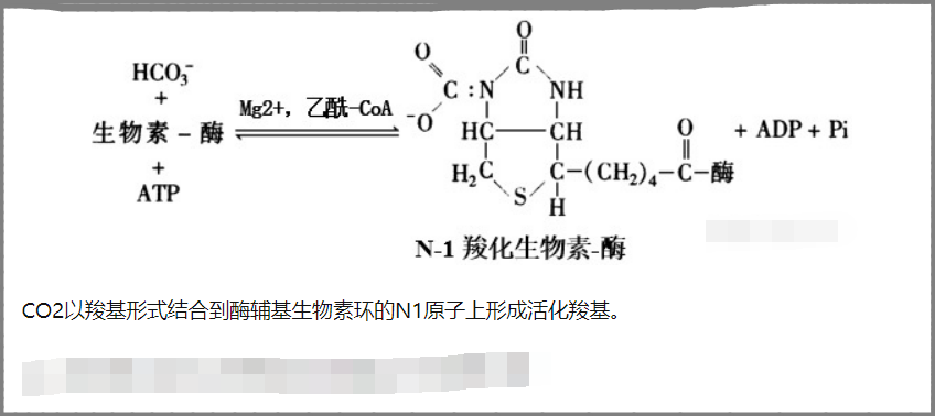 在糖异生中,丙酮酸羧化成草酰乙酸的详细步骤是什么?
