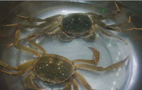 大闸蟹蒸多久最好吃？