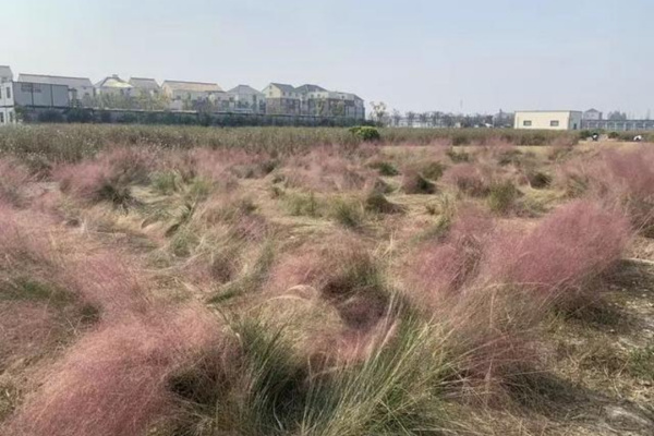 你怎么看待游客跳进网红粉黛花海拍照导致花草倒伏呢？