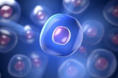 cck8实验原理是什么?