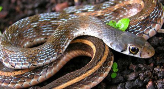 10种冬眠的动物有哪些?