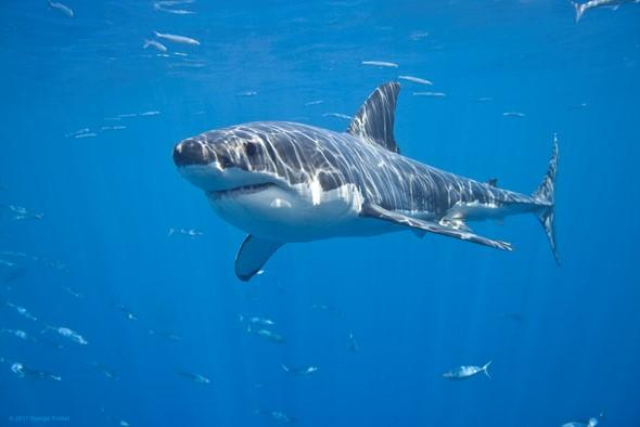 没见过世面的鲨鱼全网爆火，这只鲨鱼有什么独特之处？