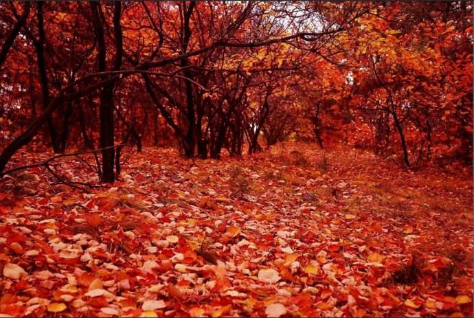 古诗山行的诗意