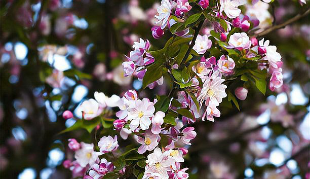 胆大心细的动物是什么生肖