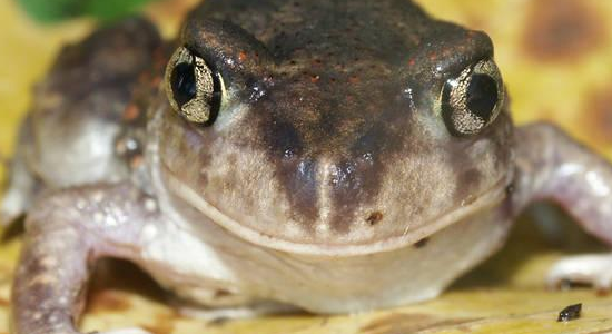 10种冬眠的动物有哪些?