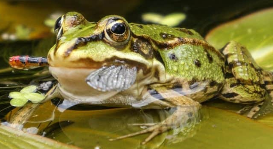 10种冬眠的动物有哪些?