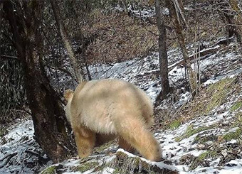 白色熊猫毛发变金白色，究竟是怎么回事？