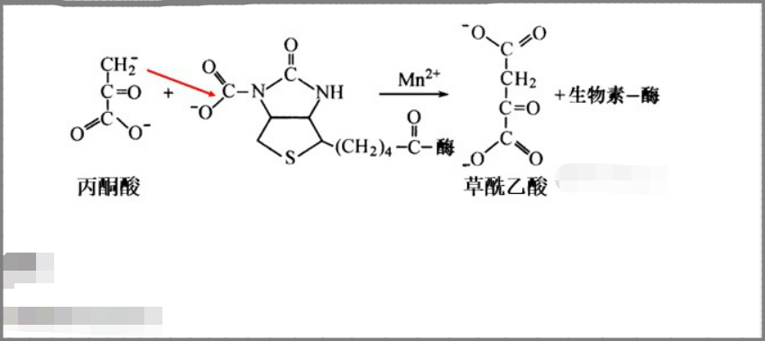 在糖异生中,丙酮酸羧化成草酰乙酸的详细步骤是什么?