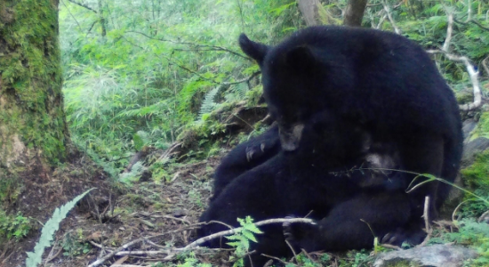 10种冬眠的动物有哪些?