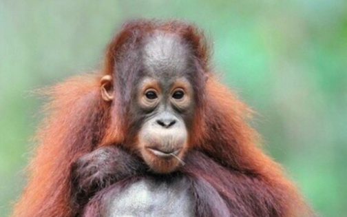 人跟各种动物dna的相似度是多少?