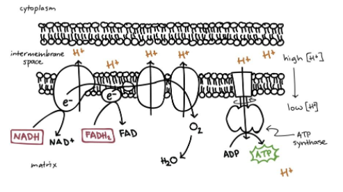 底物水平磷酸化名词解释是什么?