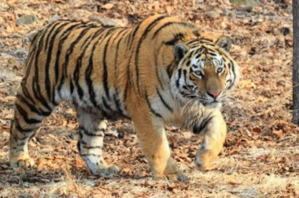 专家解析东北虎为何现身村庄，这其中有什么原因？