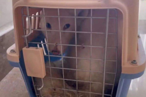 上海女子搬家后将宠物白狐遗弃,女子为何要这么做?