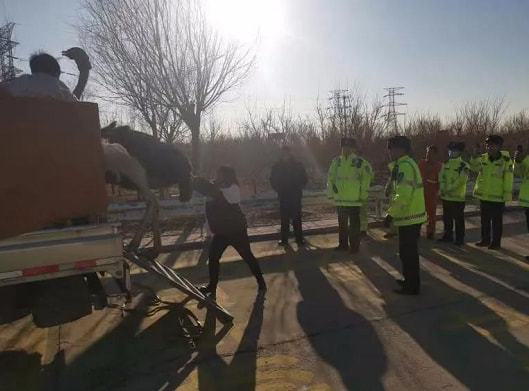天津高速现驼鸟奔跑车辆纷纷避让,这只鸵鸟从何而来?