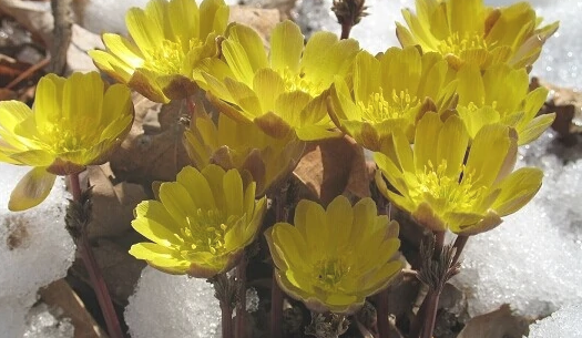 冰凌花是国家二级保护植物吗