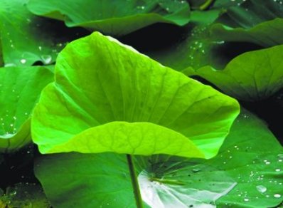 荷叶是什么的什么？如何补充句子？