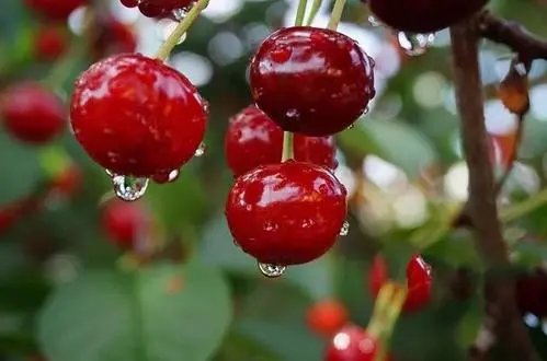 车厘子每天吃多少合适？