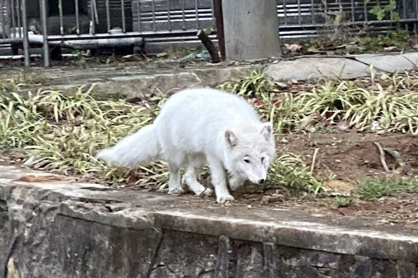 上海女子搬家后将宠物白狐遗弃,女子为何要这么做?