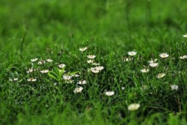 草色遥看近却无上一句