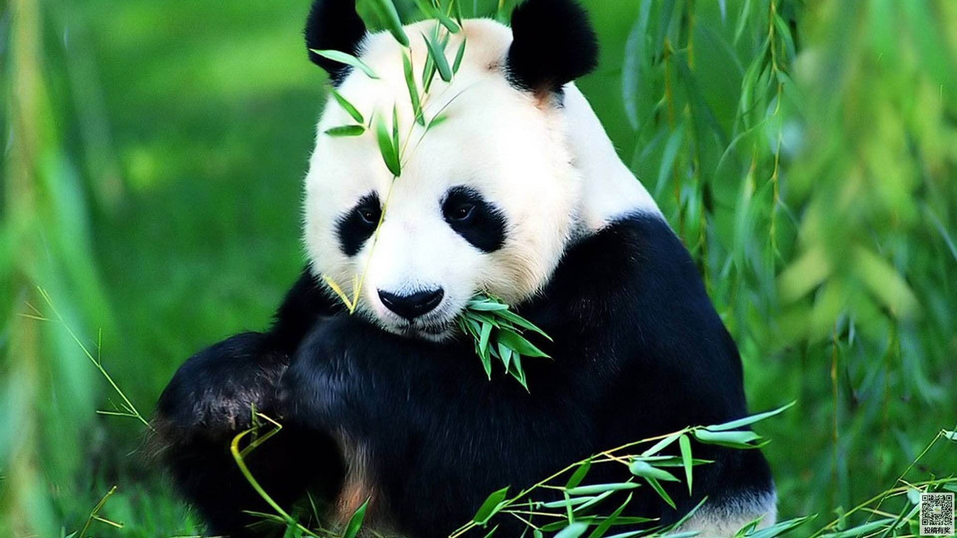 北京网红大熊猫突然头秃一事,动物园有何回应?