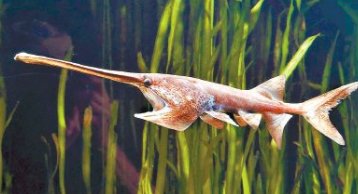 一条伏尔加的鱼是什么意思