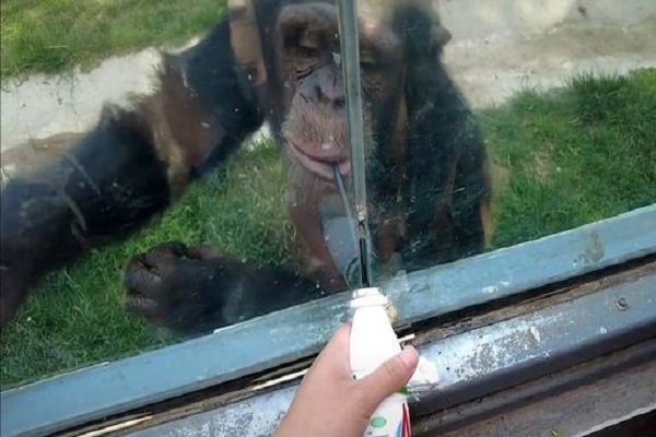 大猩猩自备吸管向游客索要饮料，大猩猩的智商相当于人类的几岁？