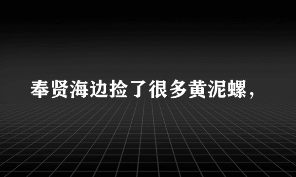 奉贤海边捡了很多黄泥螺，