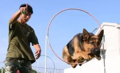 哪里有训犬师培训?