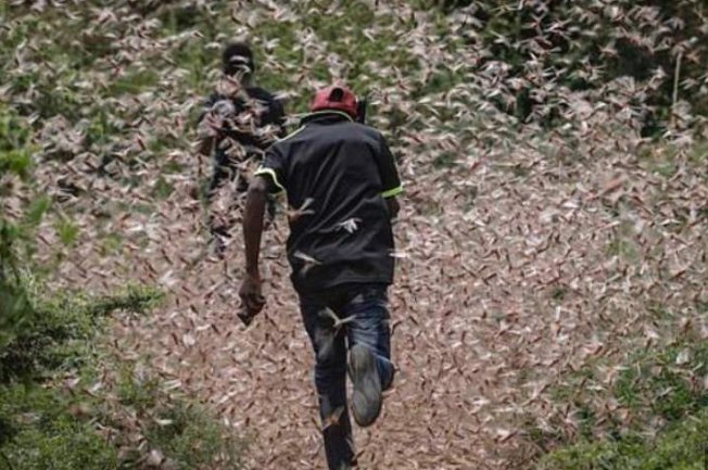 印度的蝗虫灾害究竟有多严重，蝗虫侵袭的威力究竟有多大？