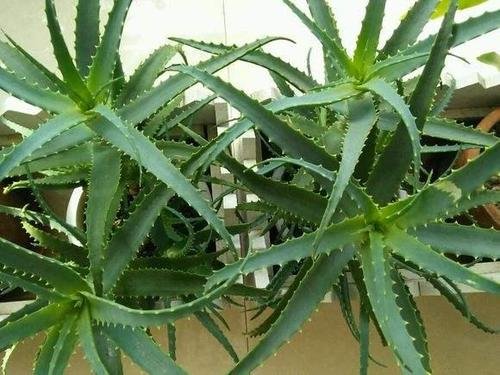 龙爪的功效与作用