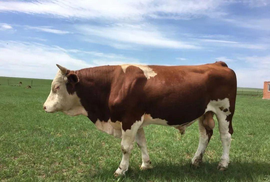 牛怎么叫？怎么形容？