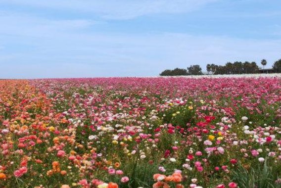 巜花的学校》讲了什么故事
