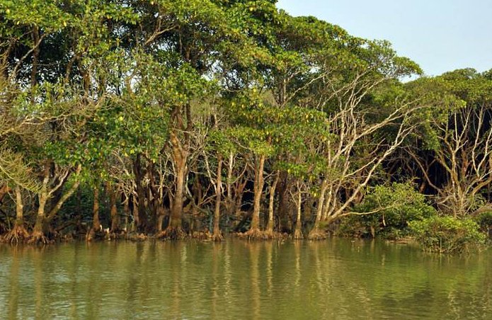 红树林在中国分布的最北地带是哪个省