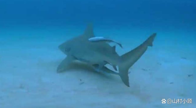 牛鲨是真鲨科的一种鲨鱼，牛鲨是什么鲨鱼呢？