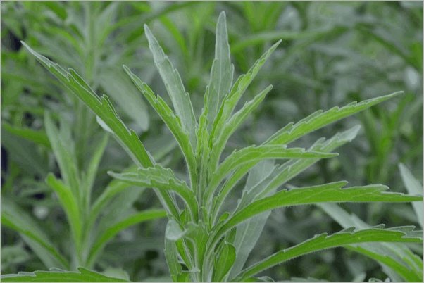 小蓬草的功效与作用及食用方法分别是什么？