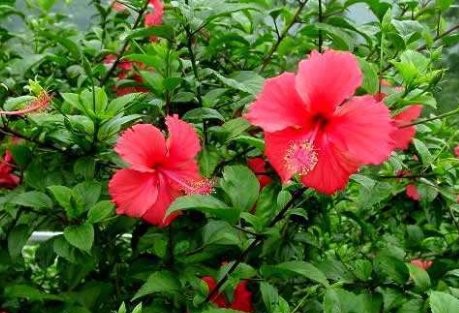 扶桑是什么意思？