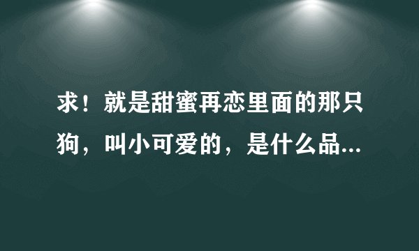 求！就是甜蜜再恋里面的那只狗，叫小可爱的，是什么品种的狗啊？大概买多少钱？？谢啦