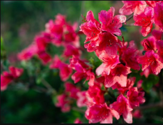 杜鹃啼血的典故