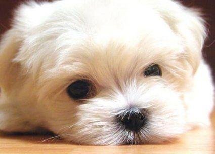 这只狗是什么品种？什么名字？价格？