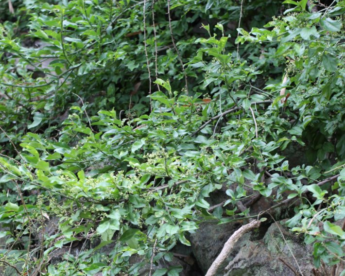 黄金甲是指什么?