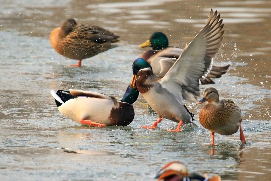 野鸭生活习性。