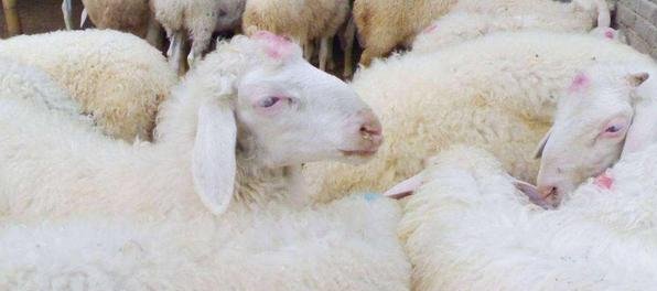 小尾寒羊到底好不好养？