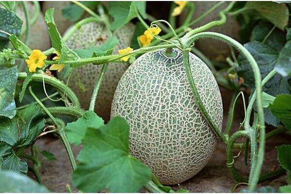 “王婆卖瓜自卖自夸”中的王婆是个男人么，相关传说是什么？