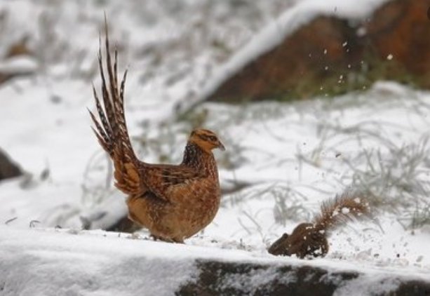 用“斯”组词有哪些？