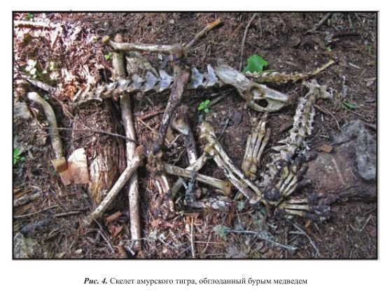 老虎和狗熊哪个厉害？