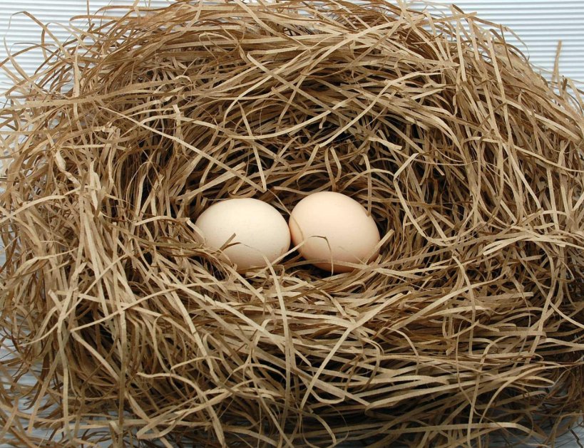 鸟巢是什么意思