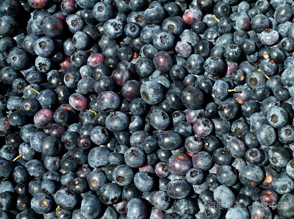 抗氧剂有什么用途呢？