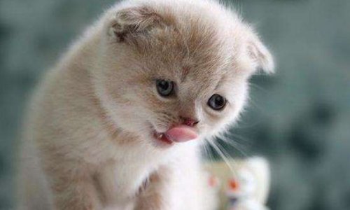 给猫咪驱虫,要多少钱